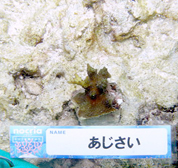 移植サンゴの写真