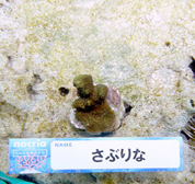 移植サンゴの写真