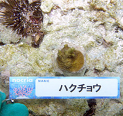 移植サンゴの写真