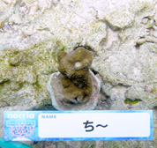 移植サンゴの写真