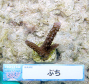 移植サンゴの写真