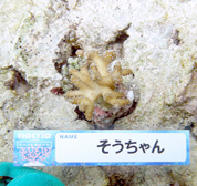 移植サンゴの写真