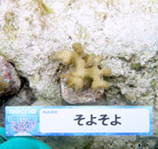 移植サンゴの写真