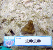 移植サンゴの写真