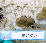 移植サンゴの写真