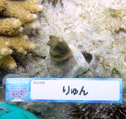 移植サンゴの写真