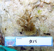 移植サンゴの写真