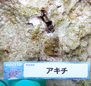 移植サンゴの写真