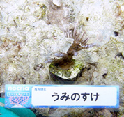 移植サンゴの写真