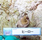 移植サンゴの写真