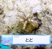 移植サンゴの写真