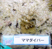 移植サンゴの写真