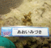 移植サンゴの写真