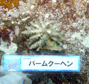移植サンゴの写真