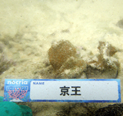 移植サンゴの写真