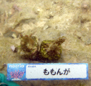 移植サンゴの写真