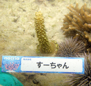 移植サンゴの写真