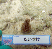 移植サンゴの写真