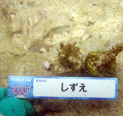 移植サンゴの写真