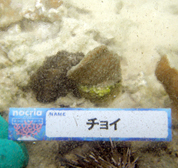 移植サンゴの写真