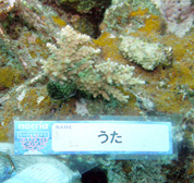 移植サンゴの写真