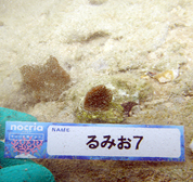 移植サンゴの写真