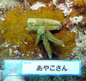 移植サンゴの写真