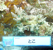 移植サンゴの写真