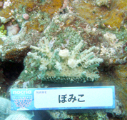 移植サンゴの写真