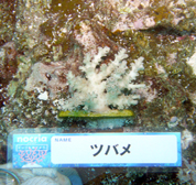 移植サンゴの写真