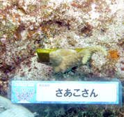 移植サンゴの写真