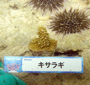移植サンゴの写真