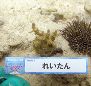 移植サンゴの写真