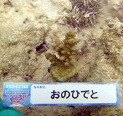 移植サンゴの写真