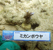 移植サンゴの写真