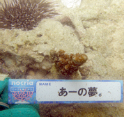 移植サンゴの写真