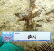 移植サンゴの写真