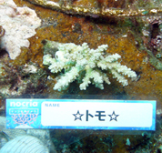 移植サンゴの写真