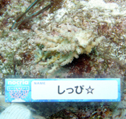 移植サンゴの写真