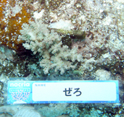 移植サンゴの写真