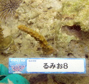 移植サンゴの写真