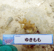 移植サンゴの写真