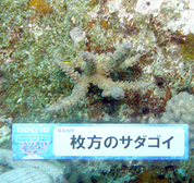 移植サンゴの写真