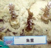 移植サンゴの写真