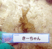 移植サンゴの写真