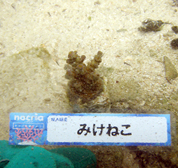 移植サンゴの写真