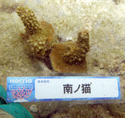 移植サンゴの写真