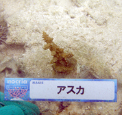 移植サンゴの写真