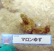 移植サンゴの写真