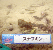 移植サンゴの写真